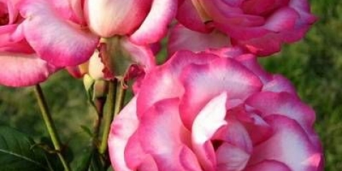 Ručka za penjanje ruža: opis, sadnja i njega